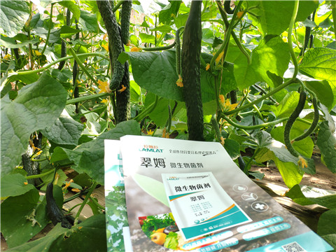 微生物菌劑，根碧多，水溶肥