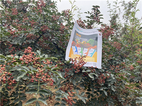 花椒種植，大量元素水溶肥，翠姆